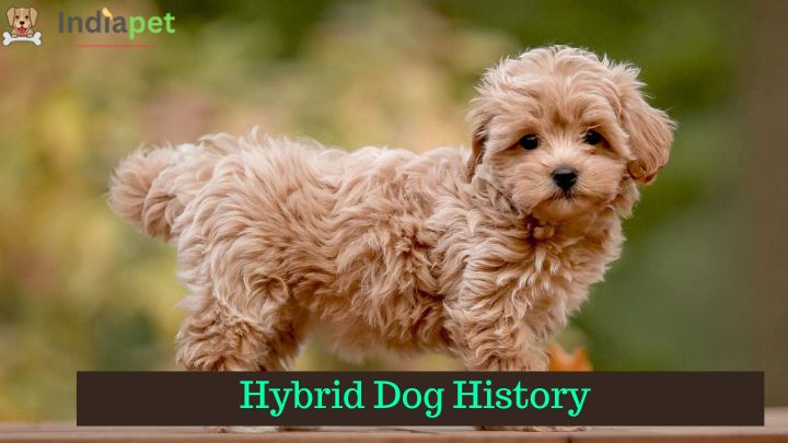 Hybrid Dog History