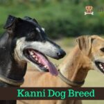 Kanni Dog Breed