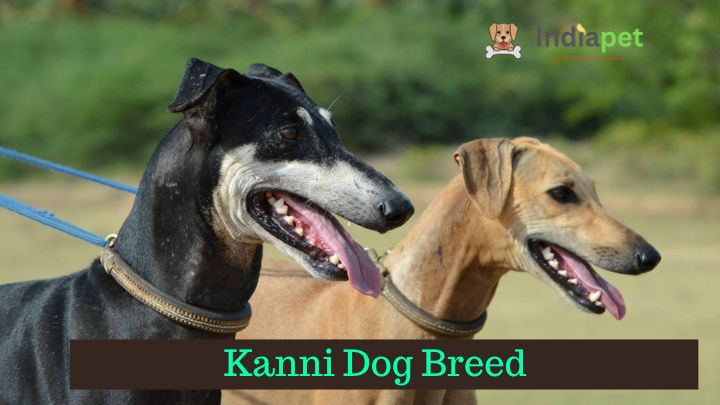 Kanni Dog Breed