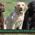 Low Maintenance Dogs for First time Owners