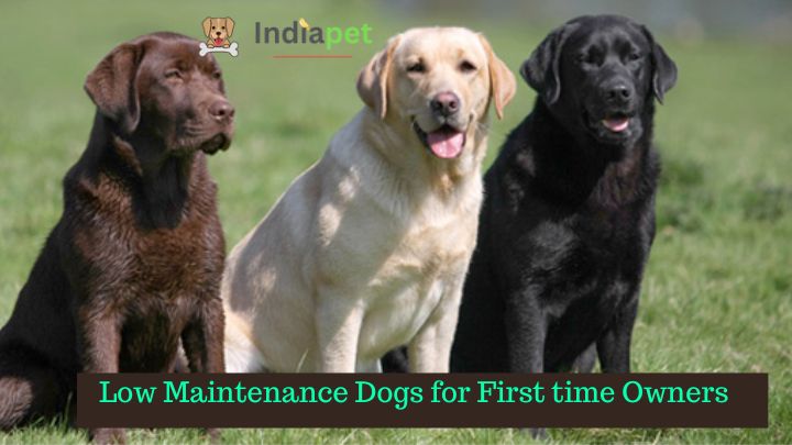 Low Maintenance Dogs for First time Owners