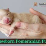 Newborn Pomeranian Puppy