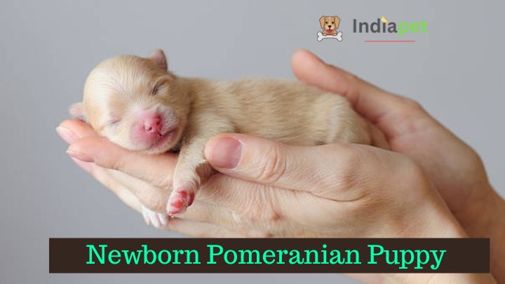 Newborn Pomeranian Puppy