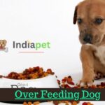 Over Feeding Dog