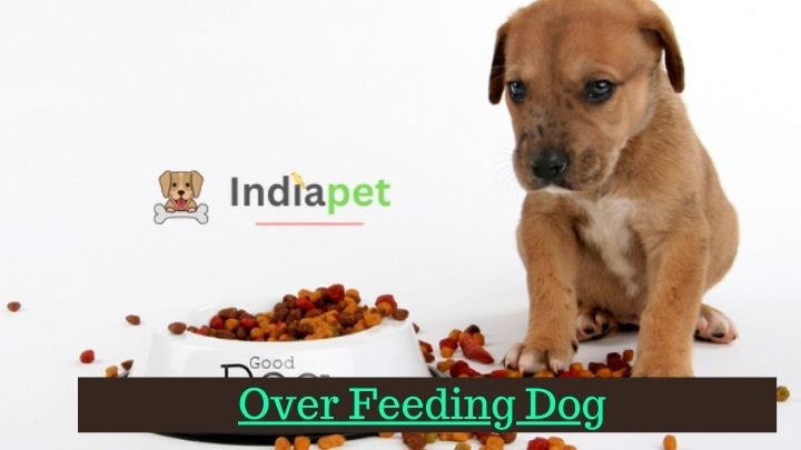 Over Feeding Dog