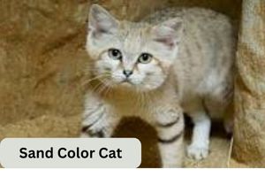 Sand Color Cat