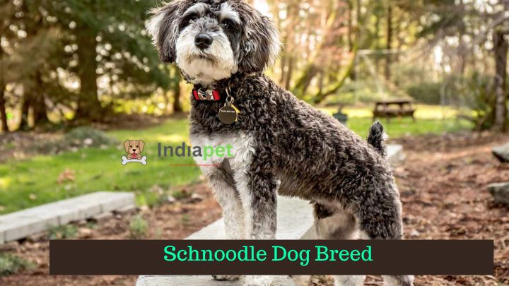 Schnoodle Dog Breed