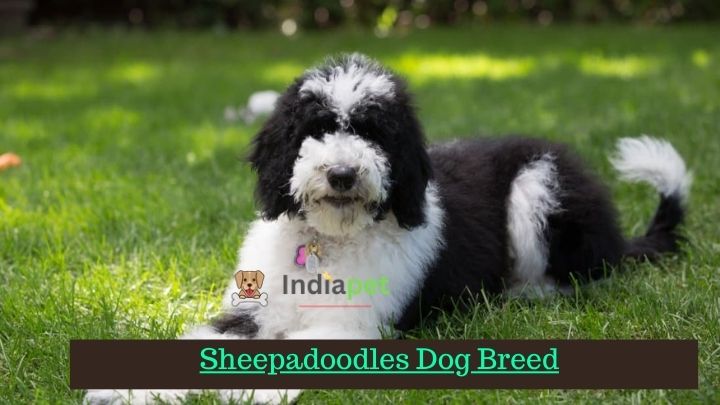 Sheepadoodles Dog Breed