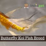 Butterfly Koi Fish Breed