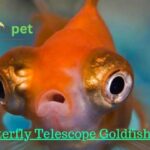 Butterfly Telescope Goldfish Breed