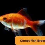 Comet Fish Breeding