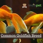 Common Goldfish Breed