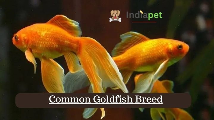 Common Goldfish Breed