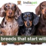 Dog breeds that start with D