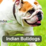 Indian Bulldogs