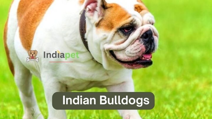 Indian Bulldogs