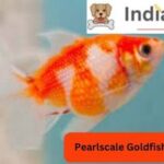 Pearlscale Goldfish Breed