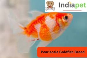 Pearlscale Goldfish Breed