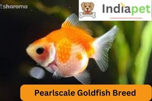 Pearlscale Goldfish Breed 