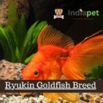 Ryukin Goldfish Breed (1)