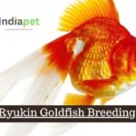 Ryukin Goldfish Breeding