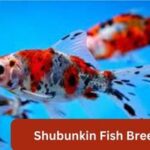 Shubunkin Fish Breed