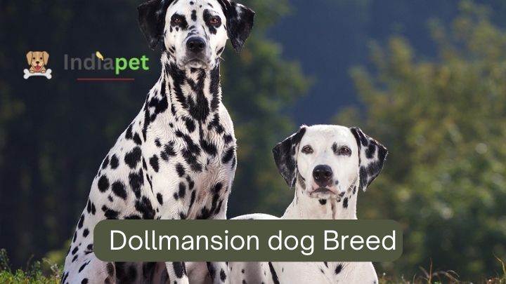 Dalmatian dog Breed