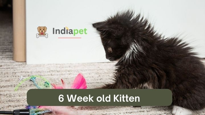 6 Week old Kitten