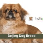 Beijing Dog Breed