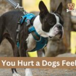 Can You Hurt a Dogs Feelings