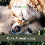 Cute Animal blogs