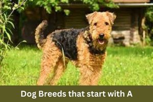 Dog Breeds that start with A
