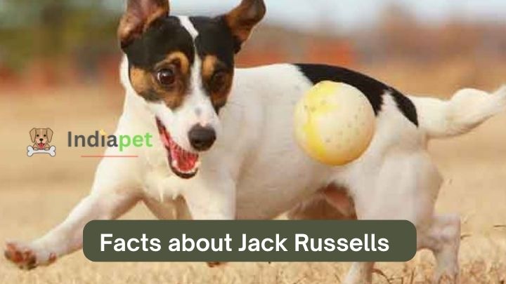 Facts about Jack Russells