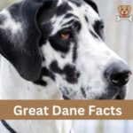 Great Dane Facts