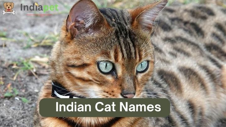 Indian Cat Names  