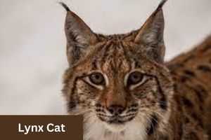 Lynx Cat 