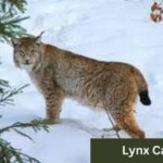 Lynx Cat