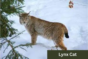Lynx Cat