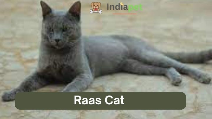 Raas Cat