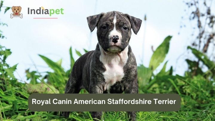 Royal Canin American Staffordshire Terrier