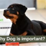 Why Dog is important