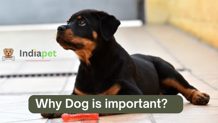 Why Dog is important