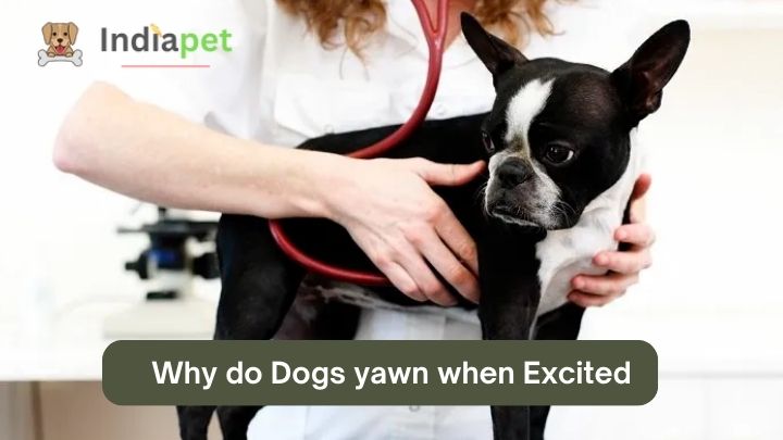 Why do Dogs yawn when Excited