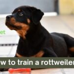 how to train a rottweiler