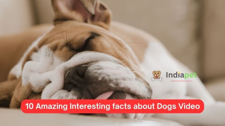 10 Amazing Interesting facts about Dogs Video