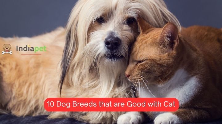 10 Dog Breeds that are Good with Cat