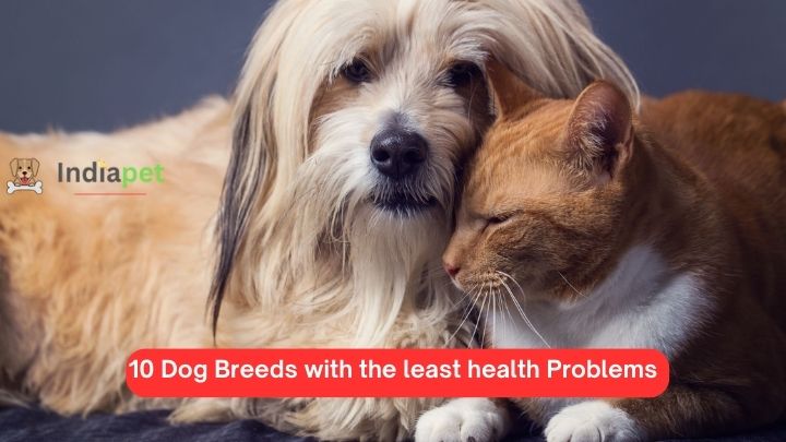 10 Dog Breeds with the least health Problems