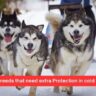 10 Dog breeds that need extra Protection in cold Weather