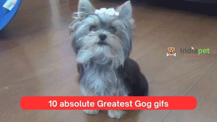 10 absolute Greatest Gog gifs