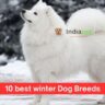 10 best winter Dog Breeds